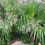 Palmera * Mostar