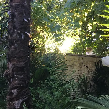 Palmera * モスタル