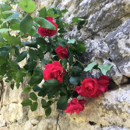 Palmera * 莫斯塔尔