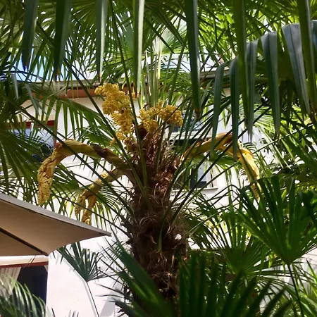Palmera