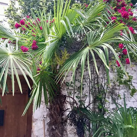 Apartment Palmera