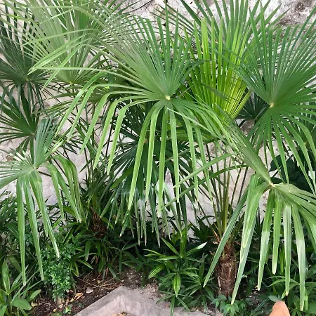Palmera * Mostar