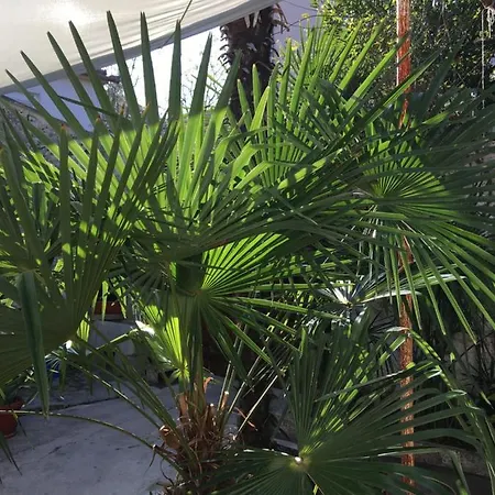 Palmera