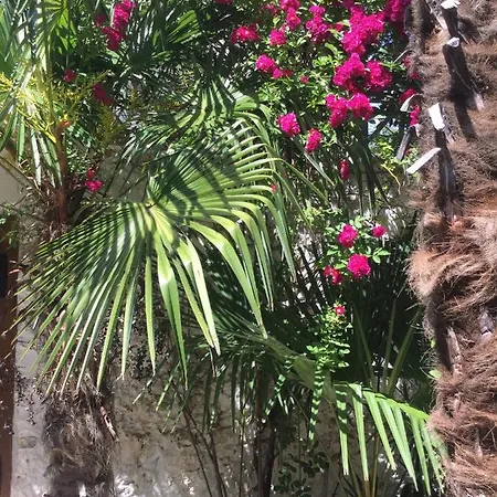 Palmera * Mostar