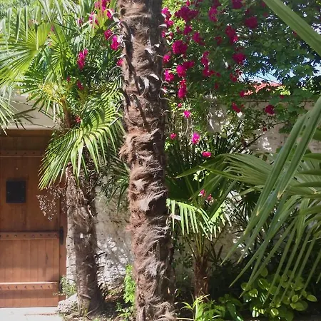 Palmera