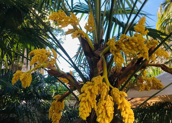 Palmera Apartamento *