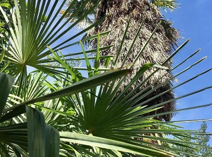 Palmera Lejlighed *