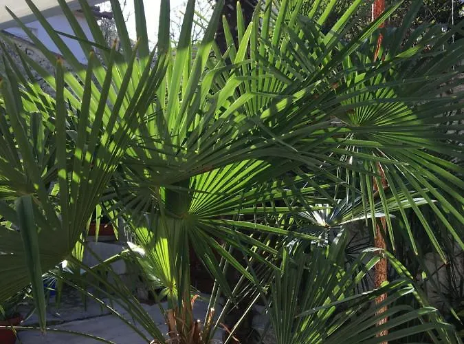 Palmera