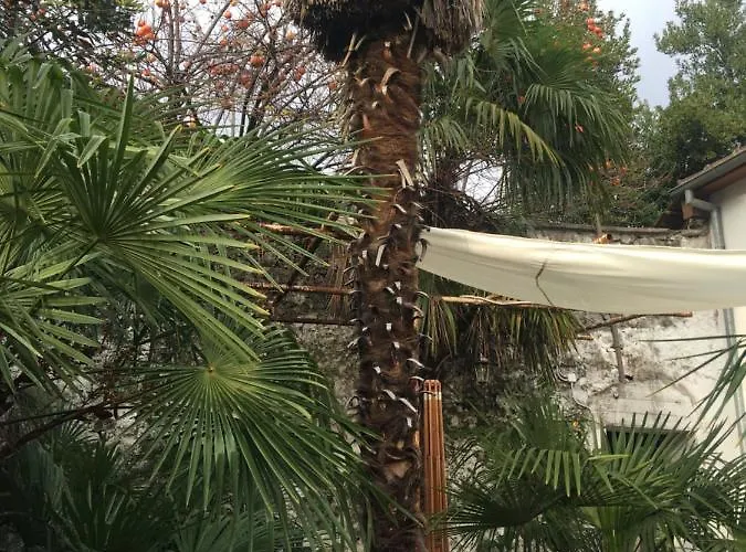 Palmera Apartamento *