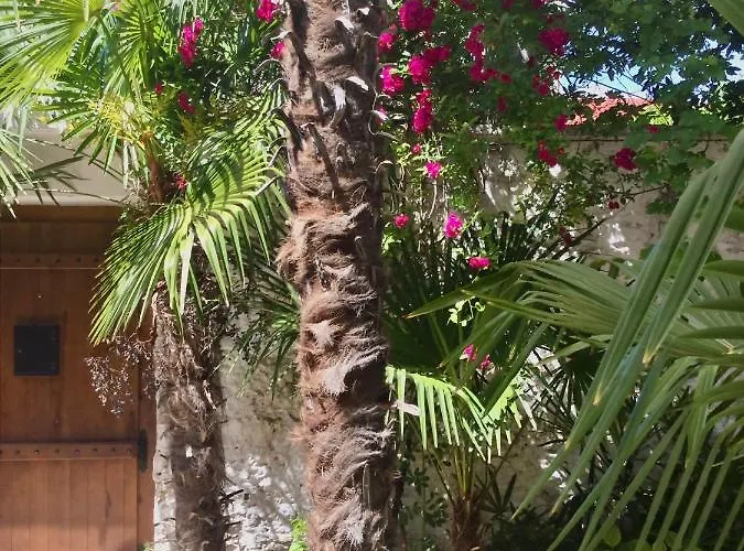 Palmera